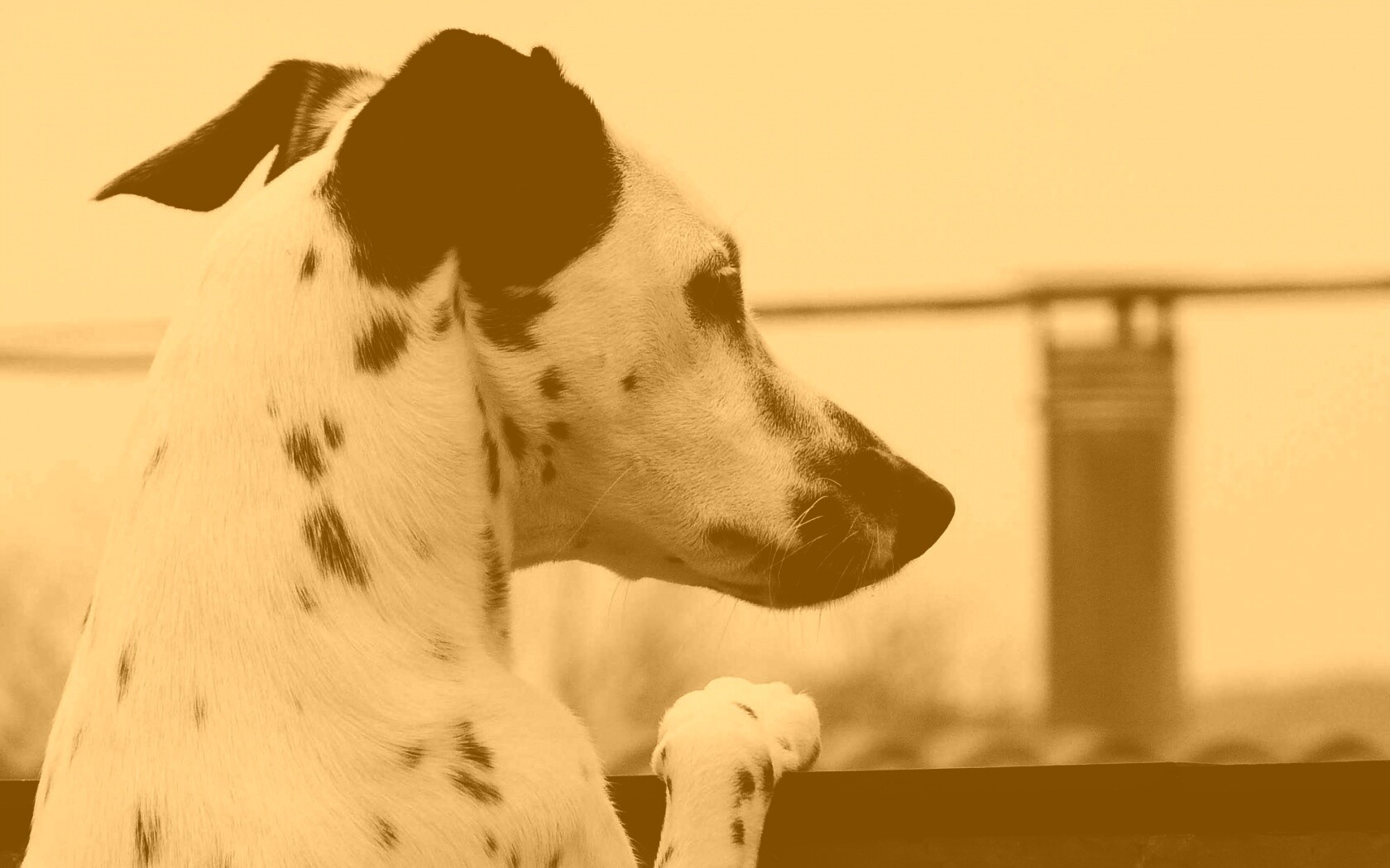 Долматинец смотрит вдаль обои