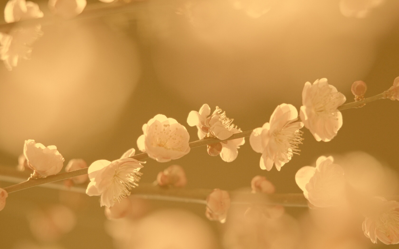 Цветущая вишня обои