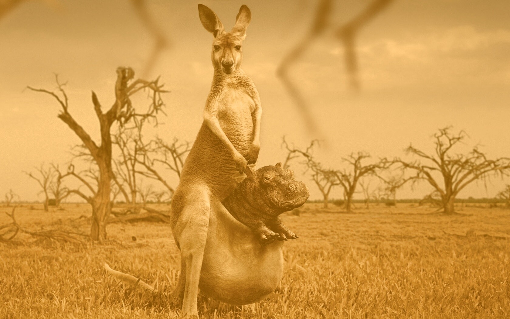 Кенгуру с бегемотом в сумке обои