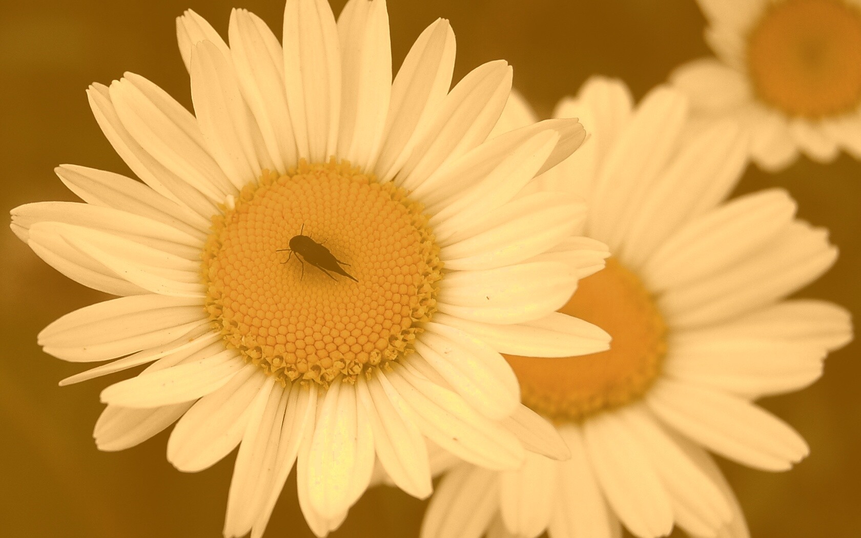 Ромашки обои