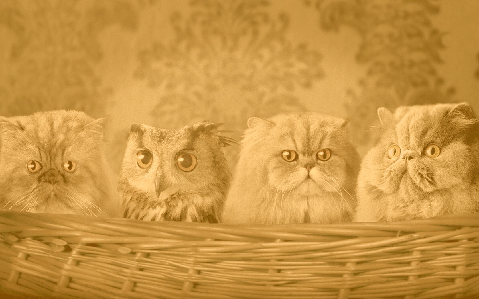 Чужой среди своих обои