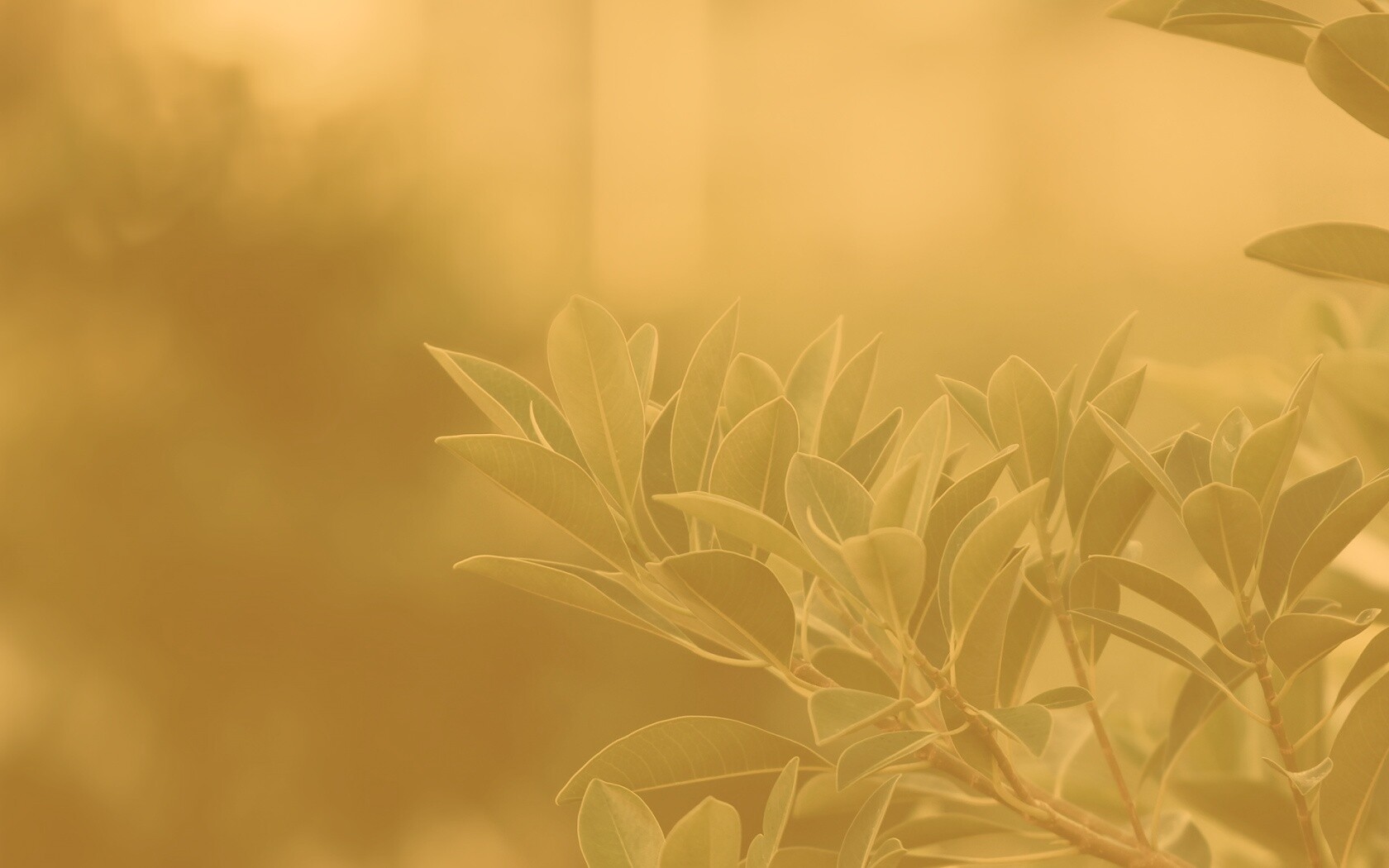 Листья обои