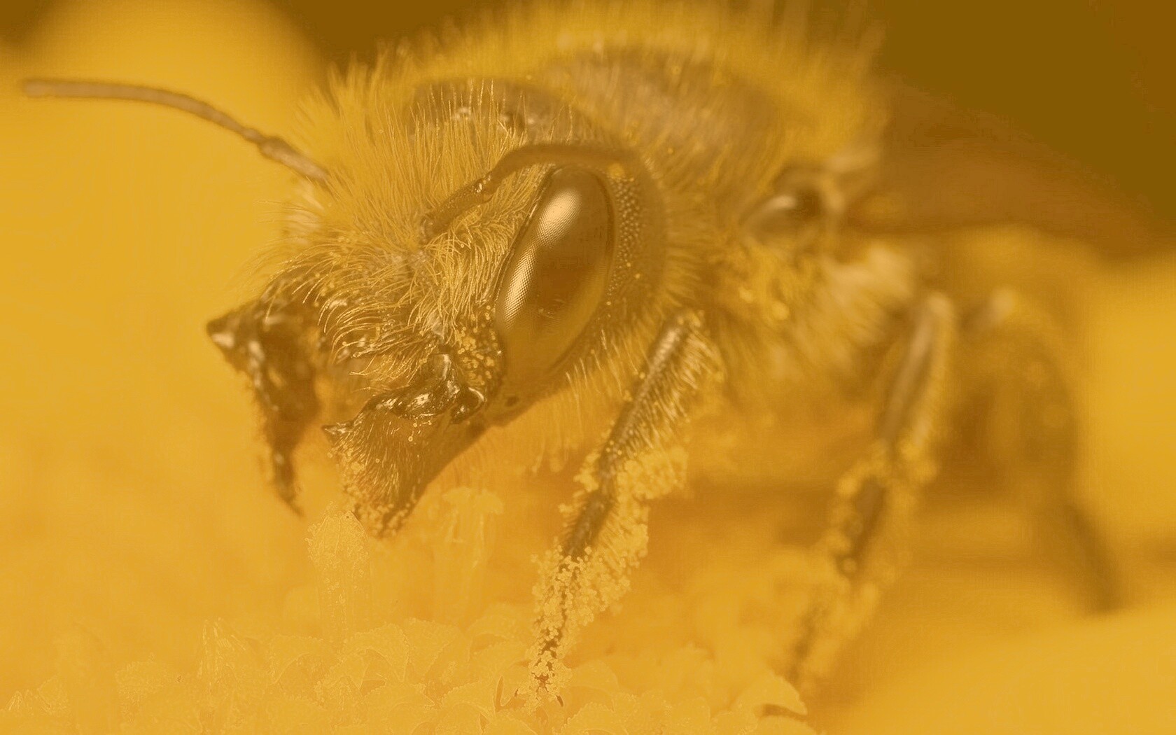 Пчела крупным планом обои