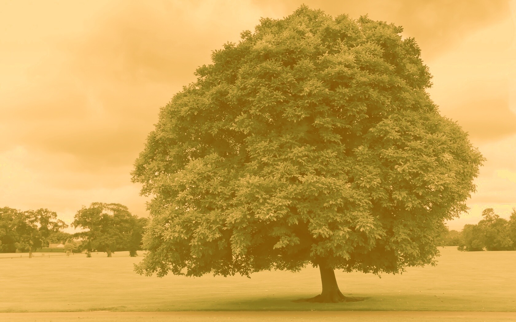 Зеленое ирландское дерево обои