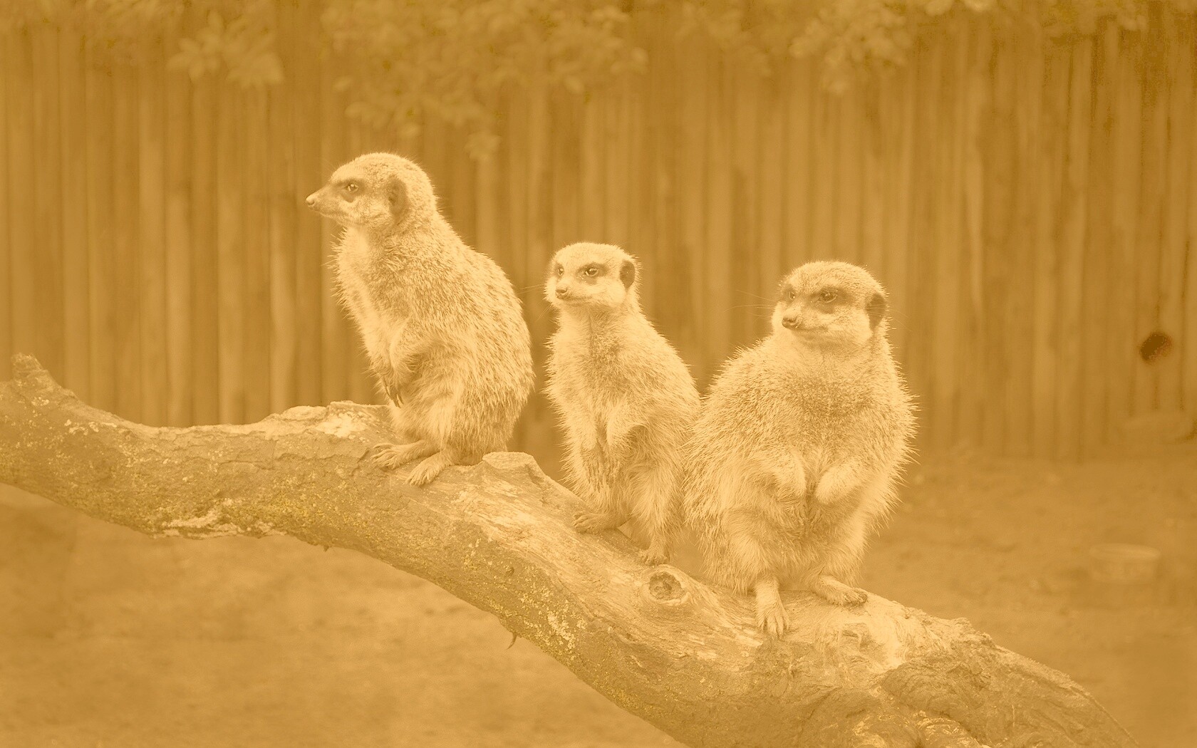 В дозоре обои