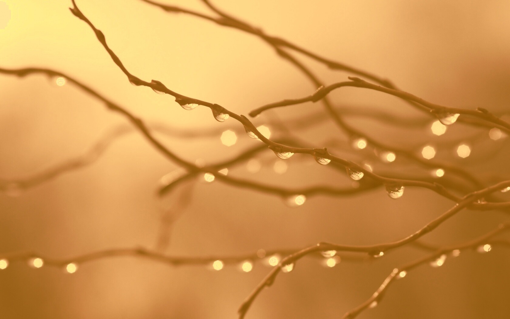 Капли на ветке обои