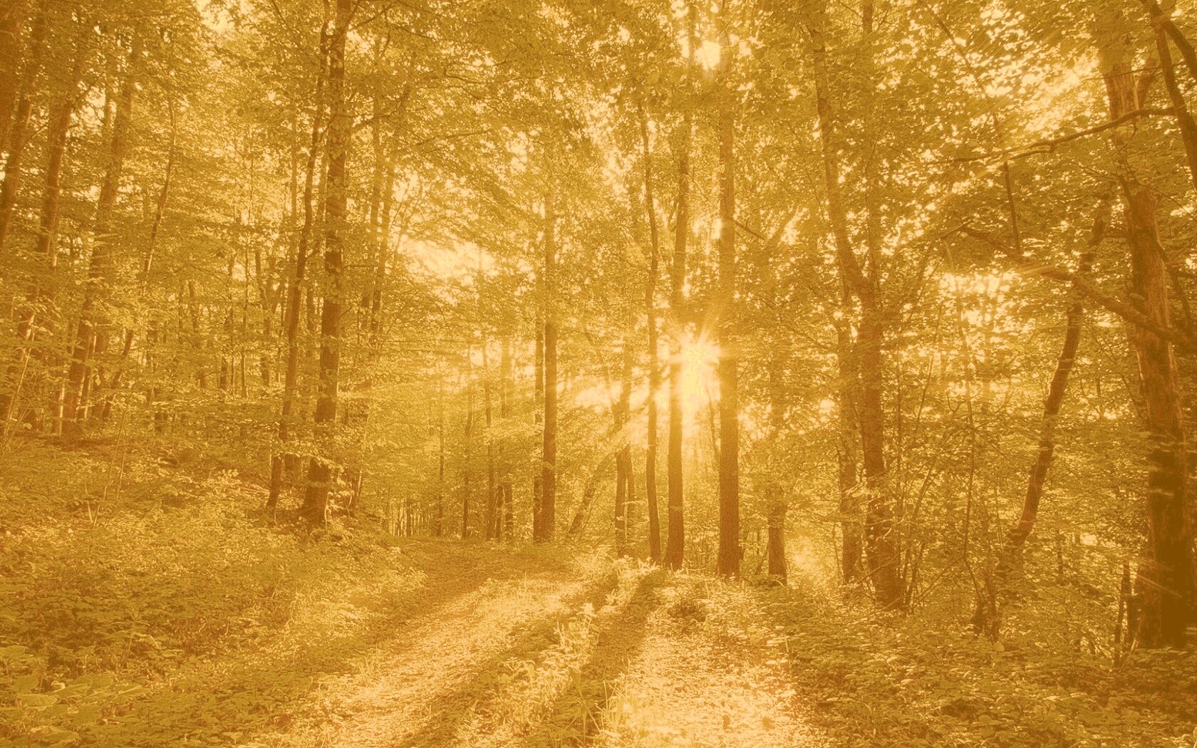 Свет сквозь деревья обои