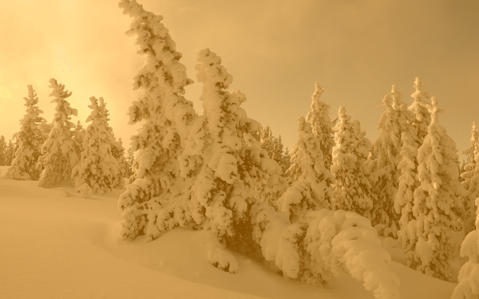 Ели в снегу обои