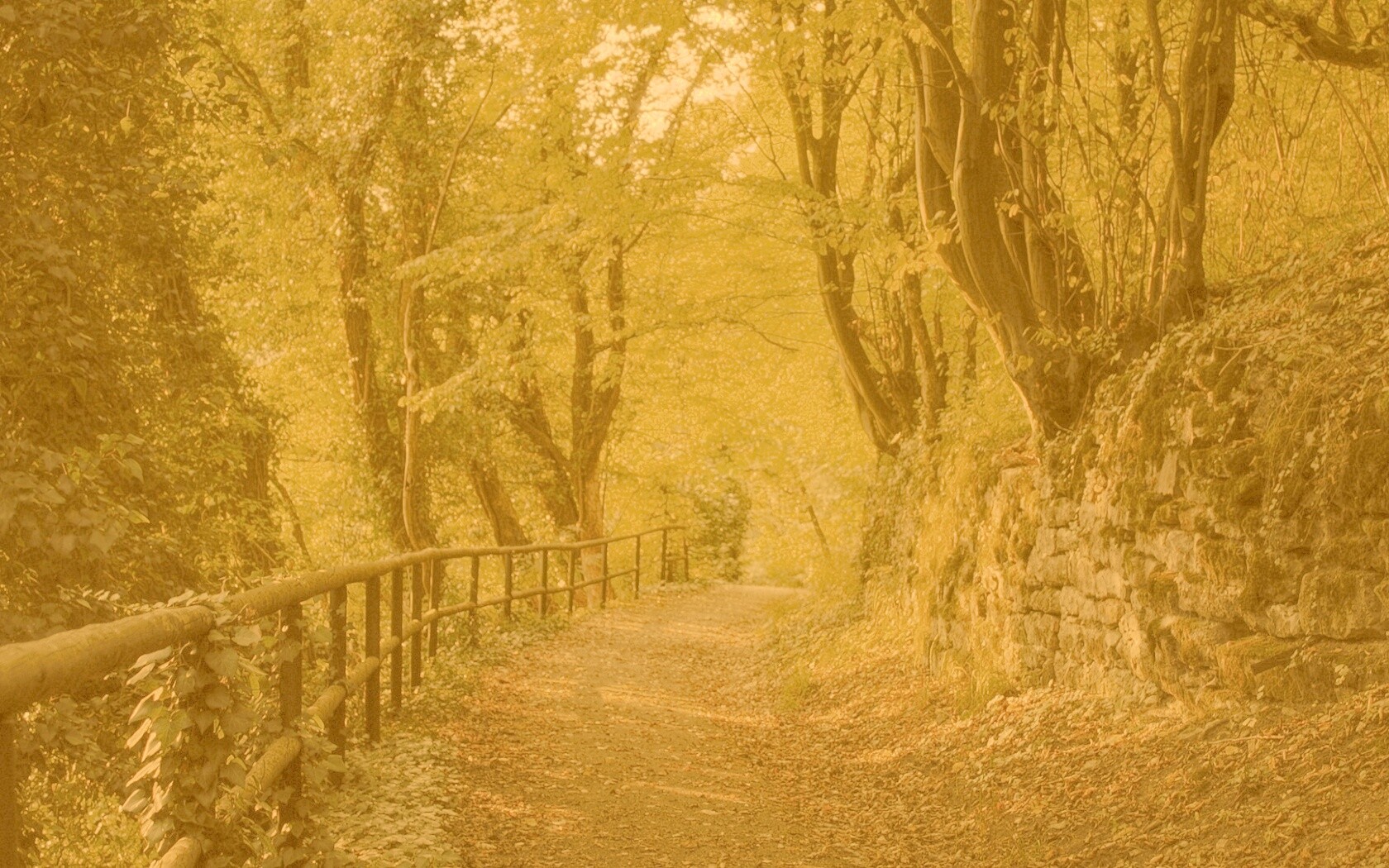 Лесная дорожка обои