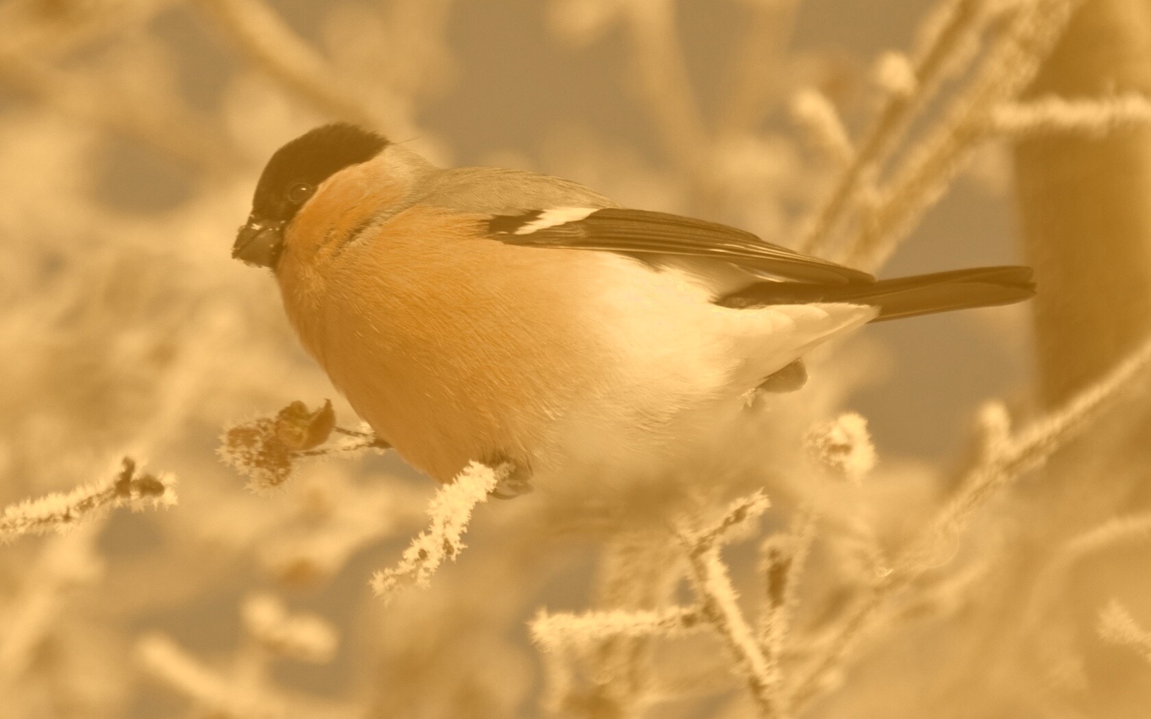 Снегирь на ветке обои