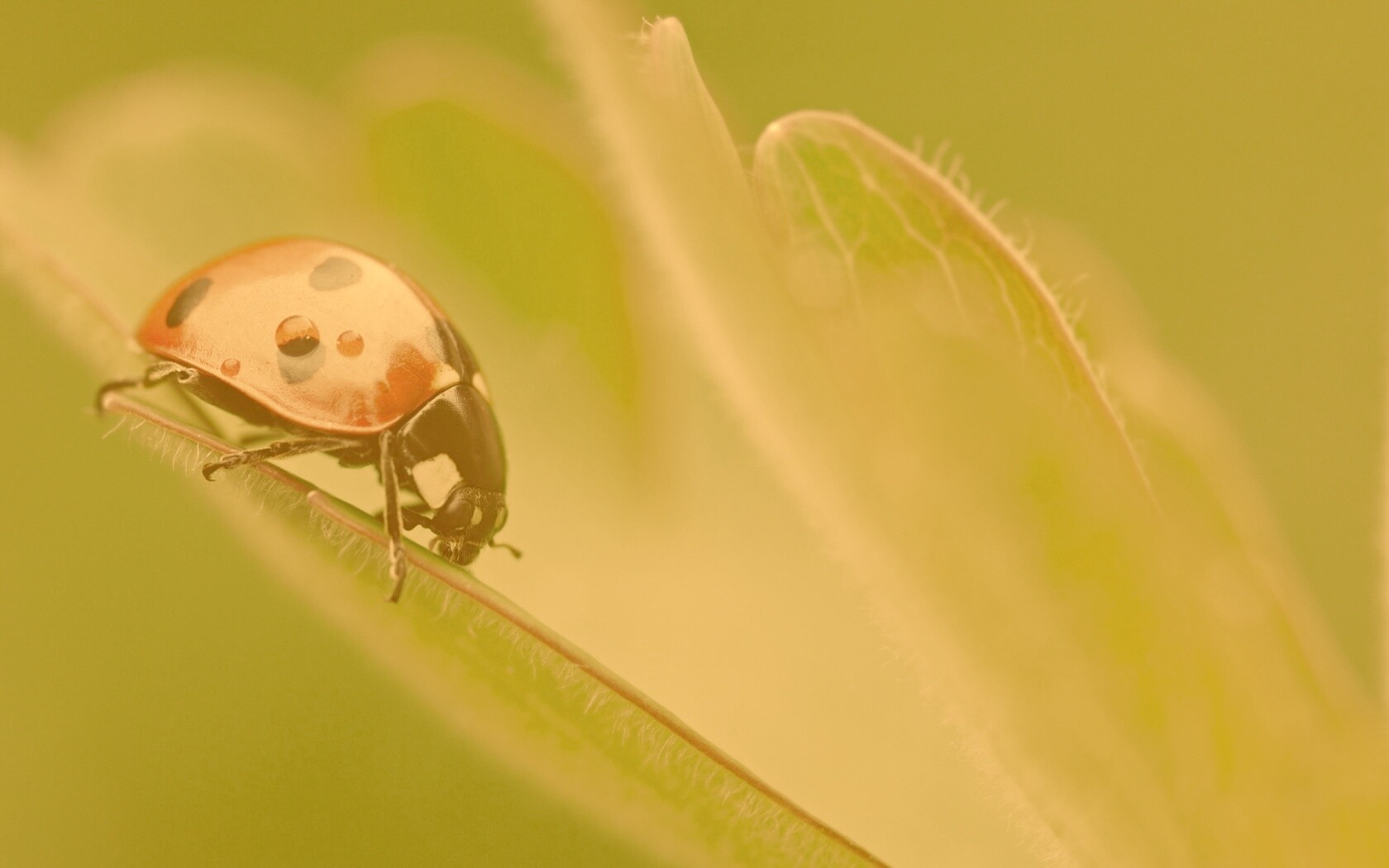 Божья коровка обои