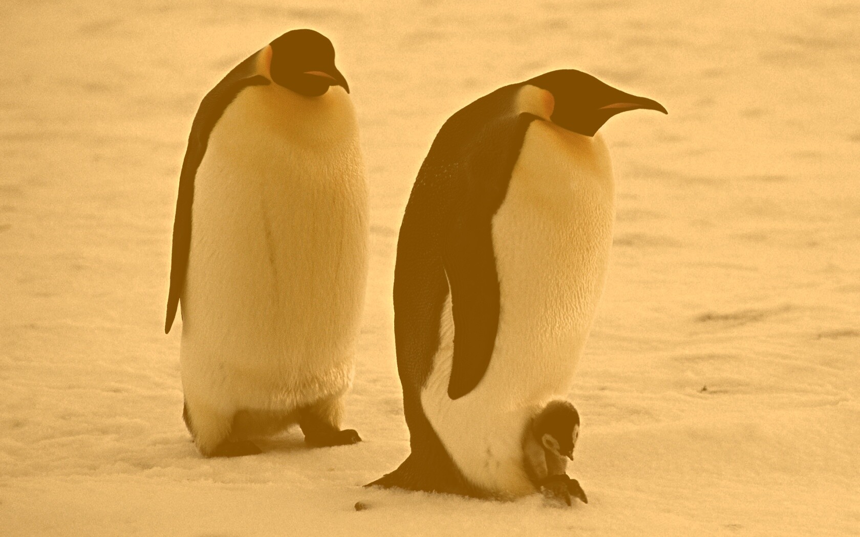 Семья пингвинов обои