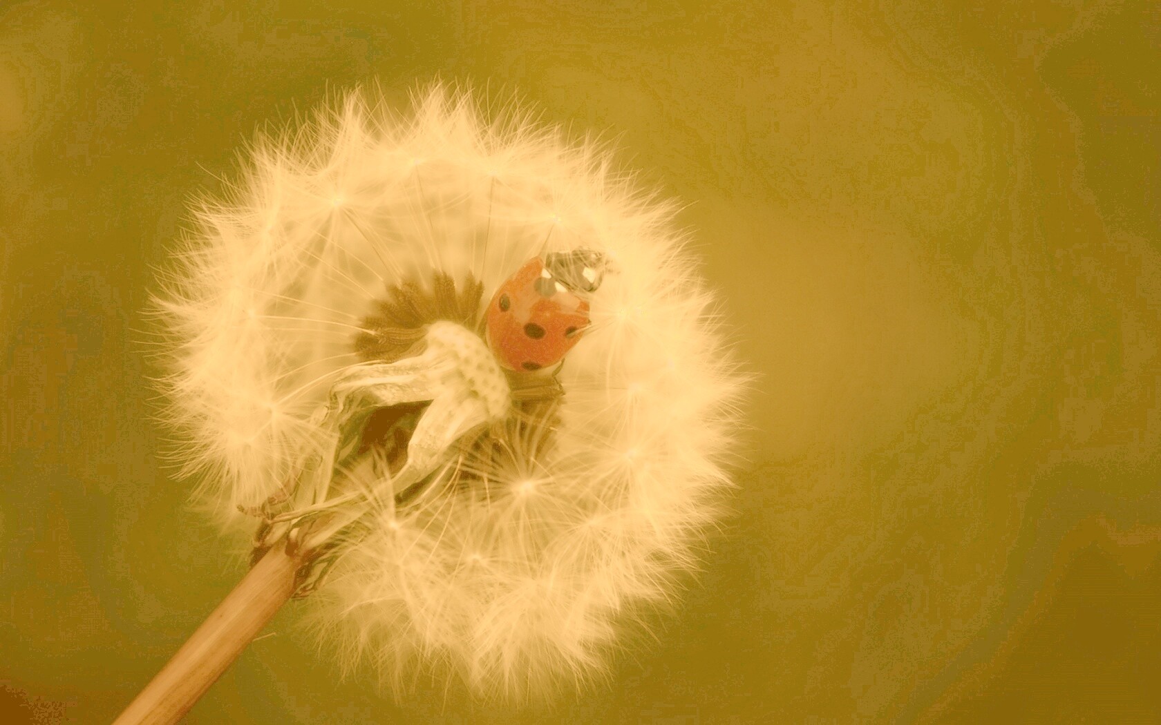 Божья коровка на одуванчике обои