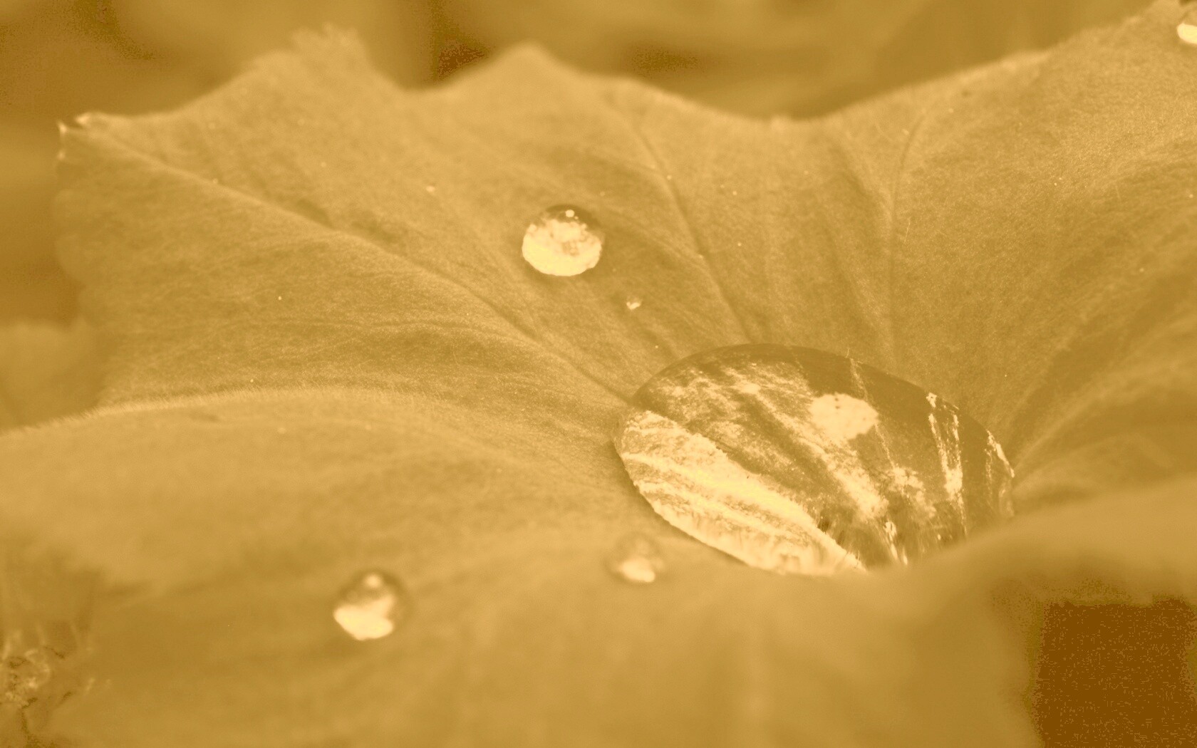 Капля в листе обои