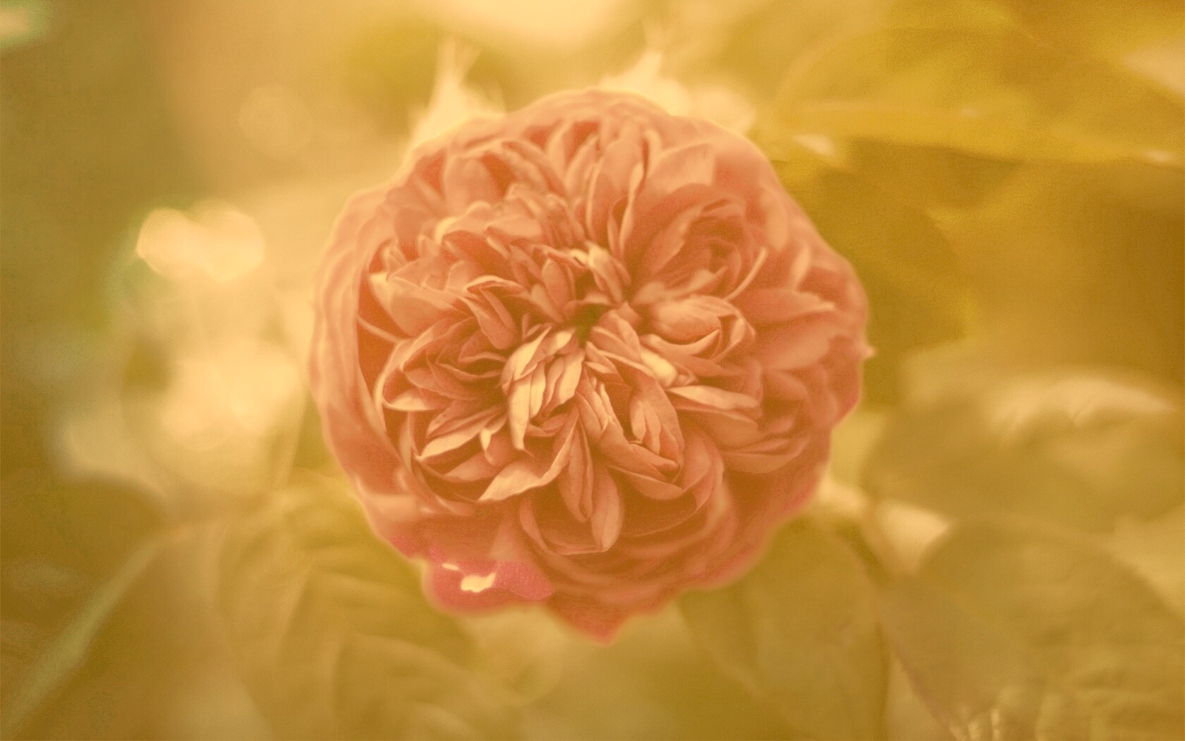 Клевер крупным планом обои