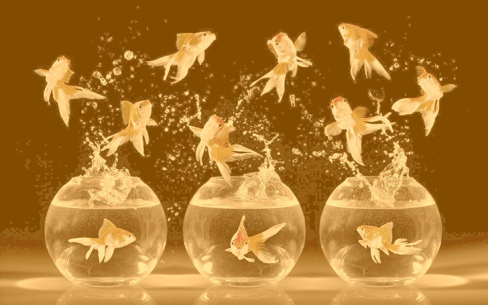 Аквариумы жонглируют рыбами обои