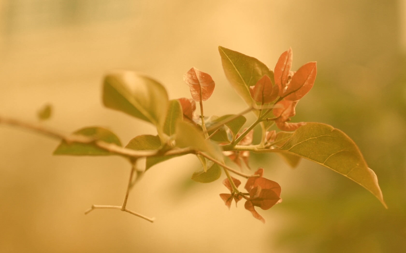 Разноцветные листья обои