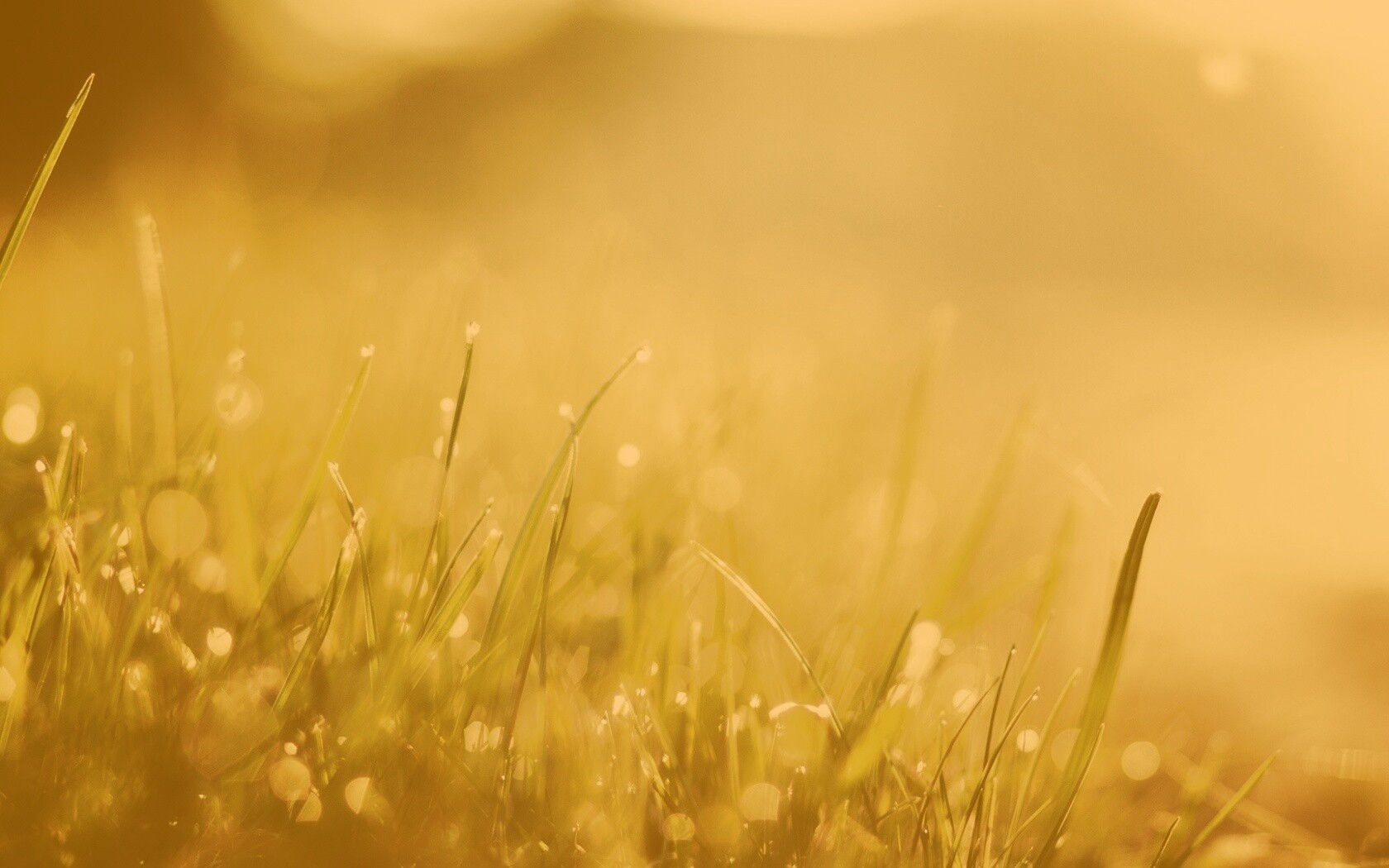 Красивая сочная трава обои