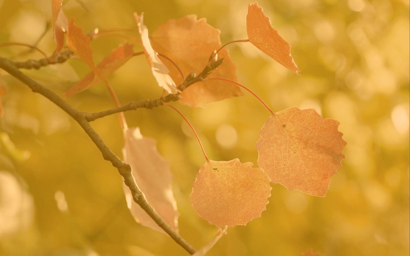 Красные листья обои