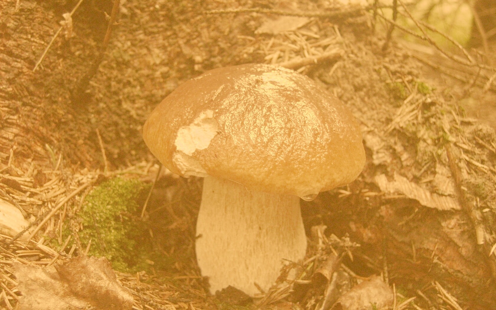 Белый гриб обои