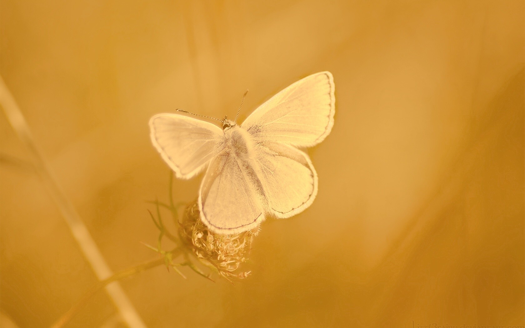 Бабочка с фиолетовыми крыльями обои