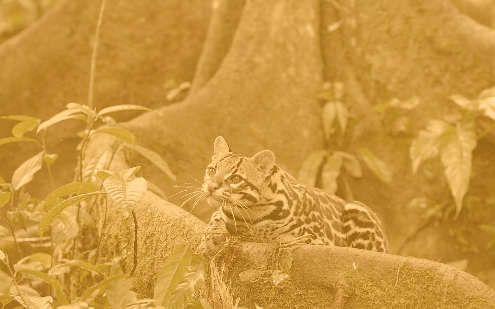 Оцелот обои