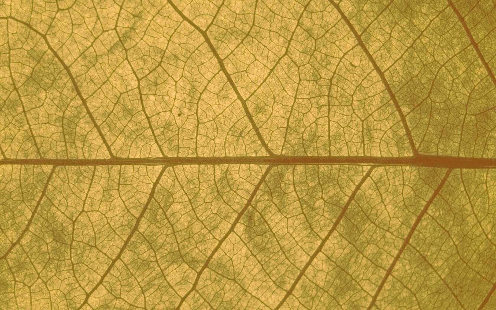 Свечение зеленого листа в макро обои