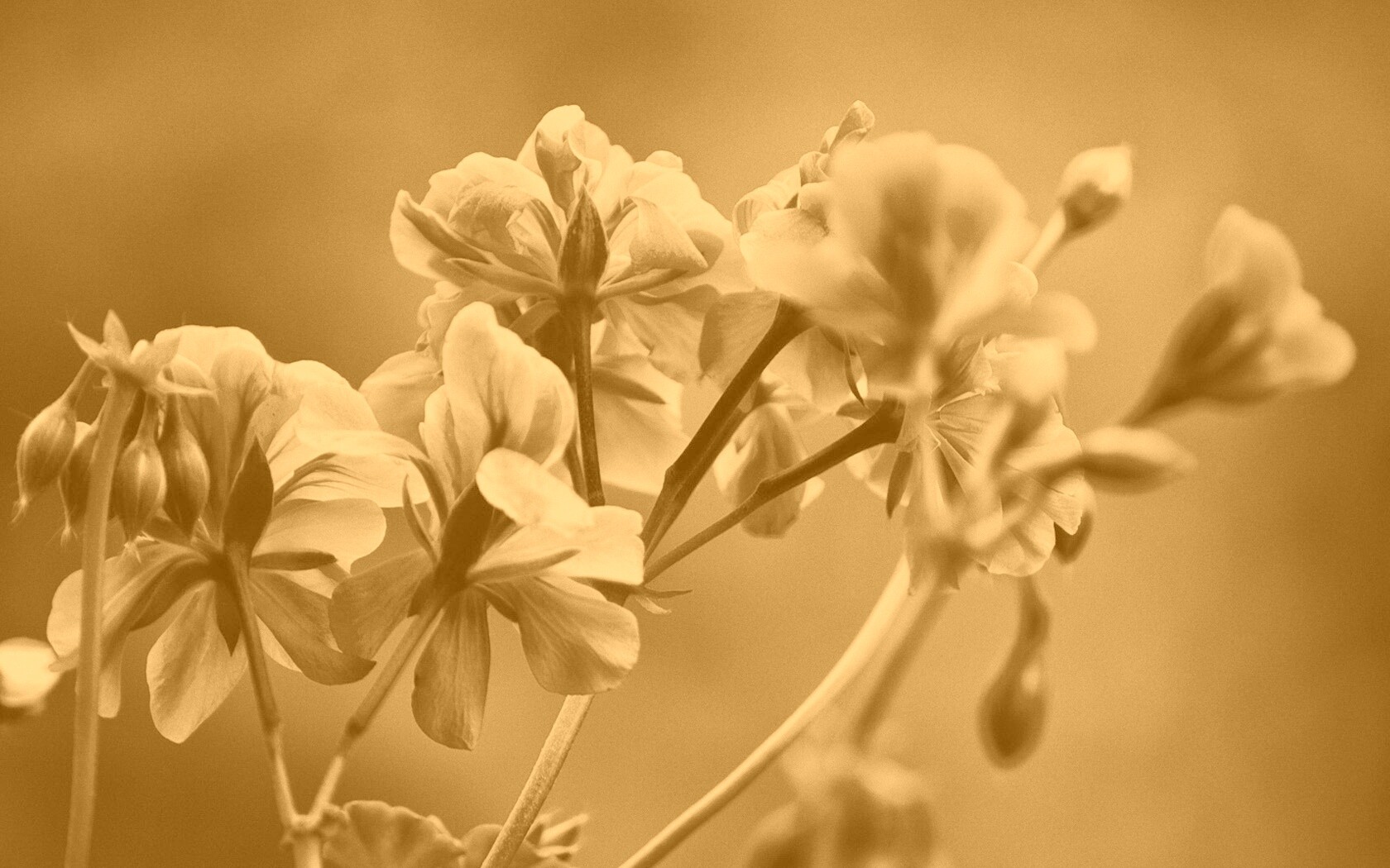 Чёрно-белое фото цветов обои