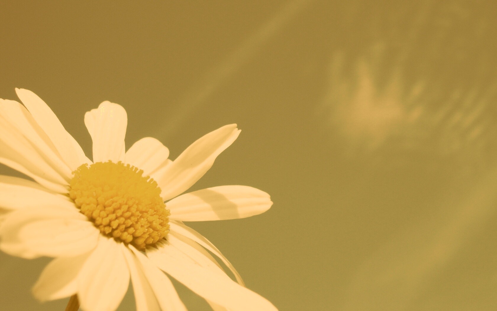 Ромашка на фоне синего неба обои