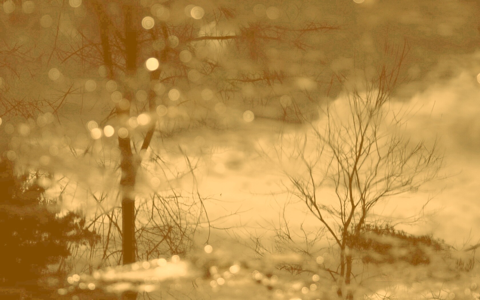 Голые деревья обои