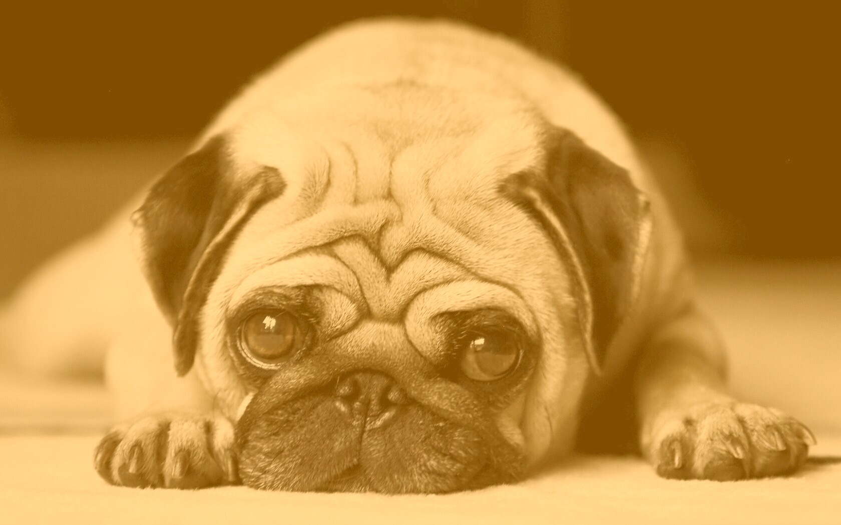 Мопс обои