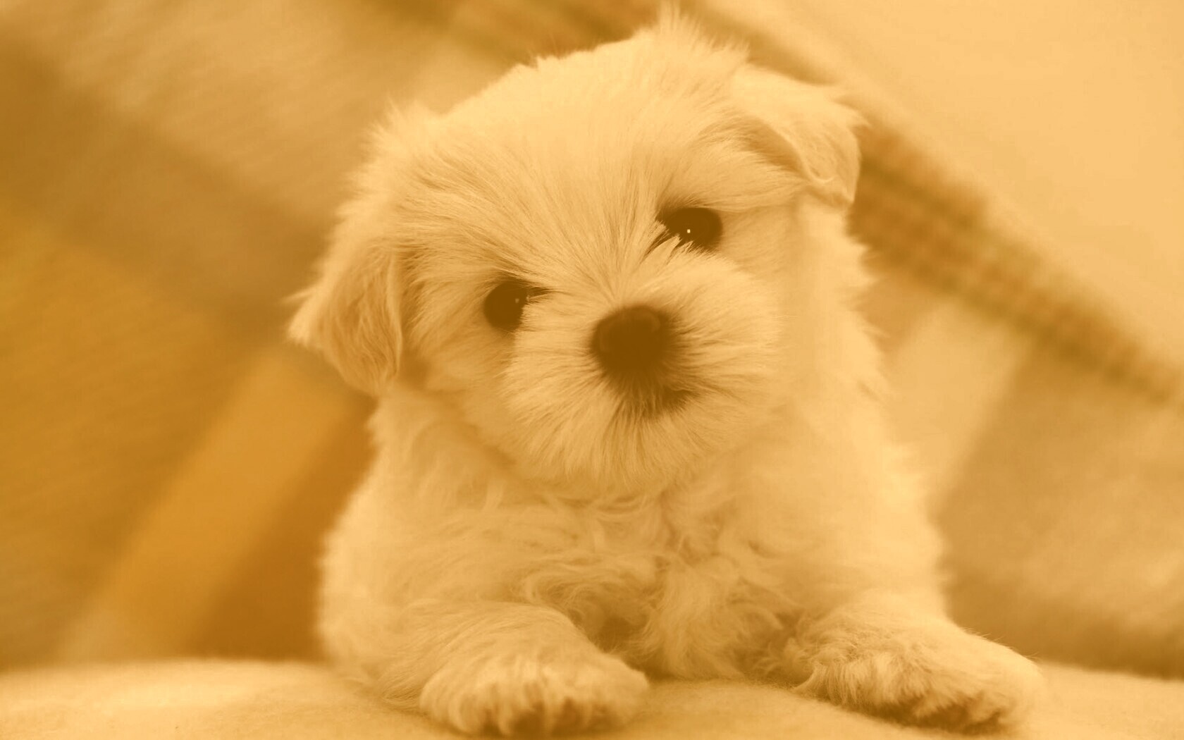 Щенок мальтийской болонки обои