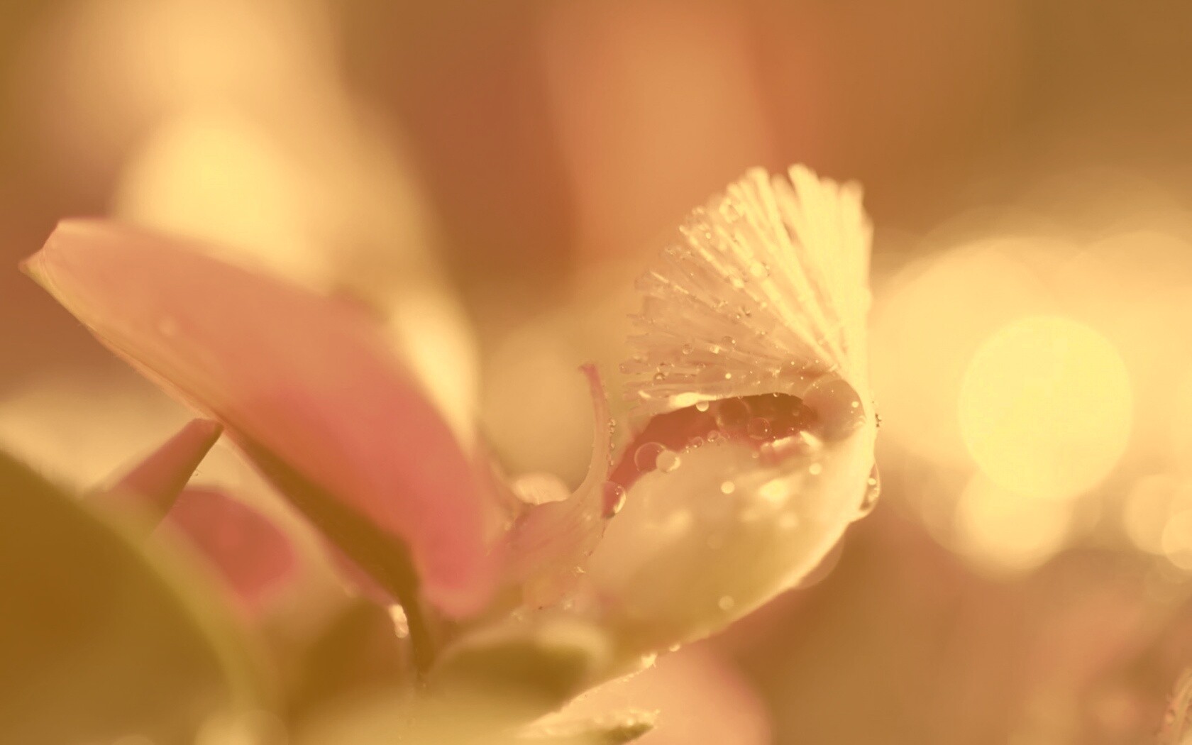 Капли на лиловом цветке обои
