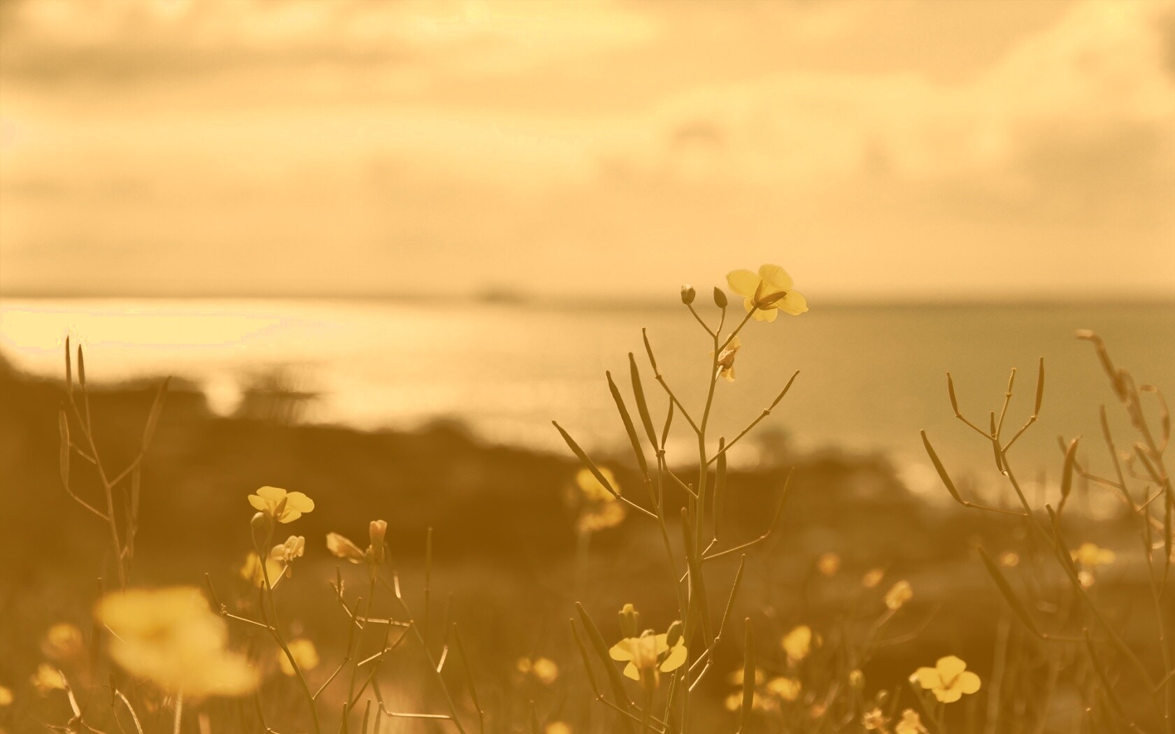 Мелкие жёлтые цветы обои