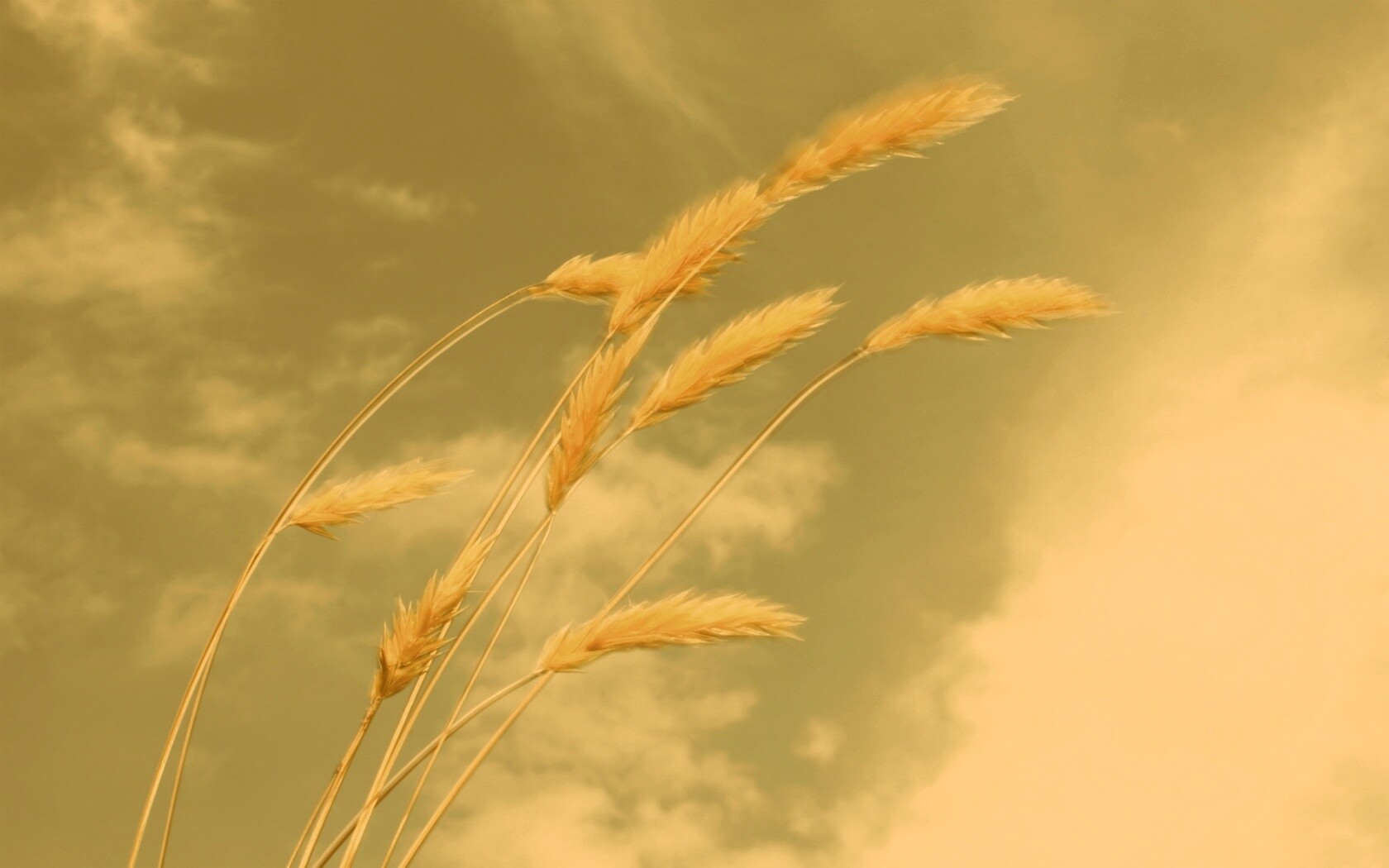 Колосья обои