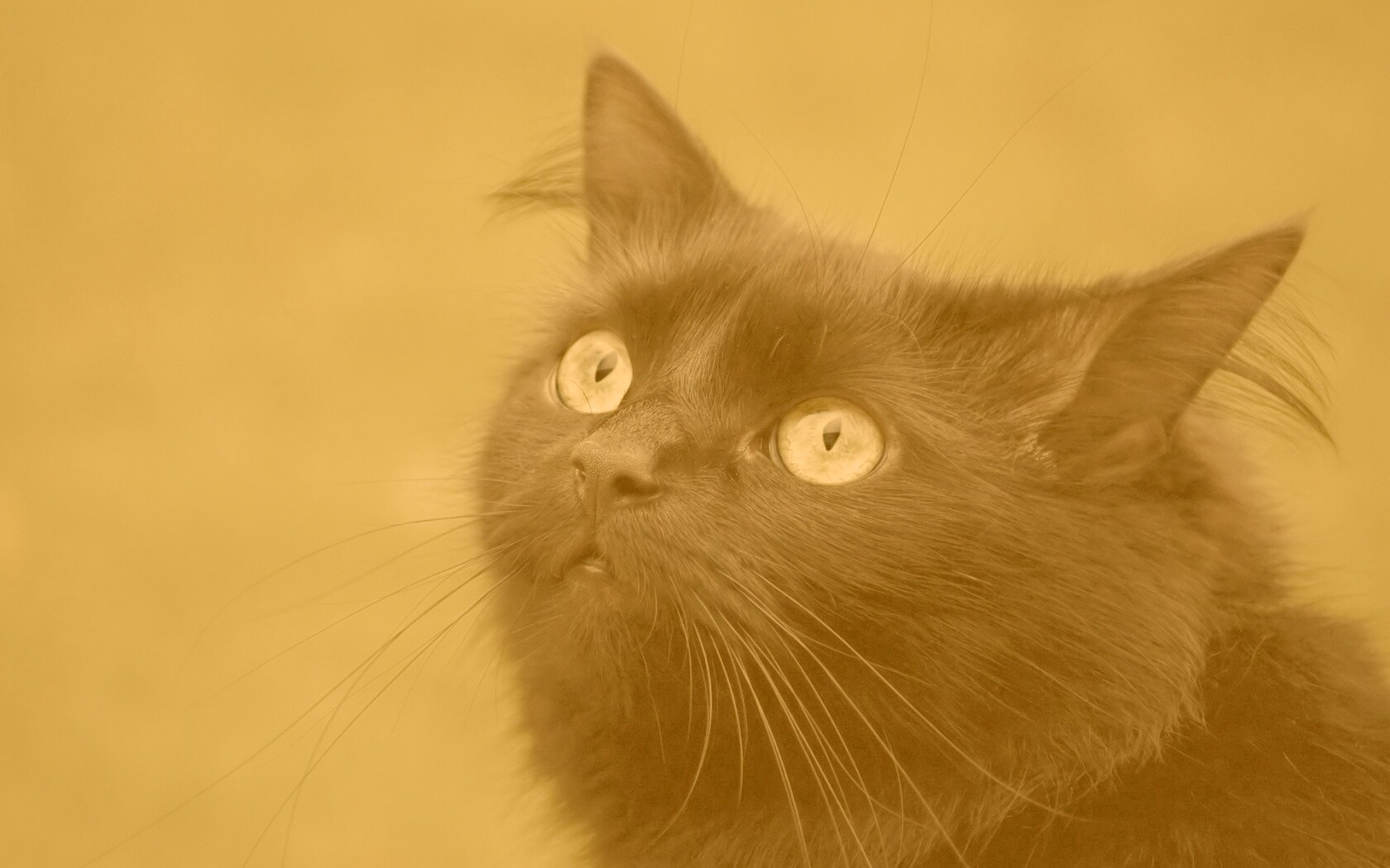 Чёрный котик с зелёными глазками обои