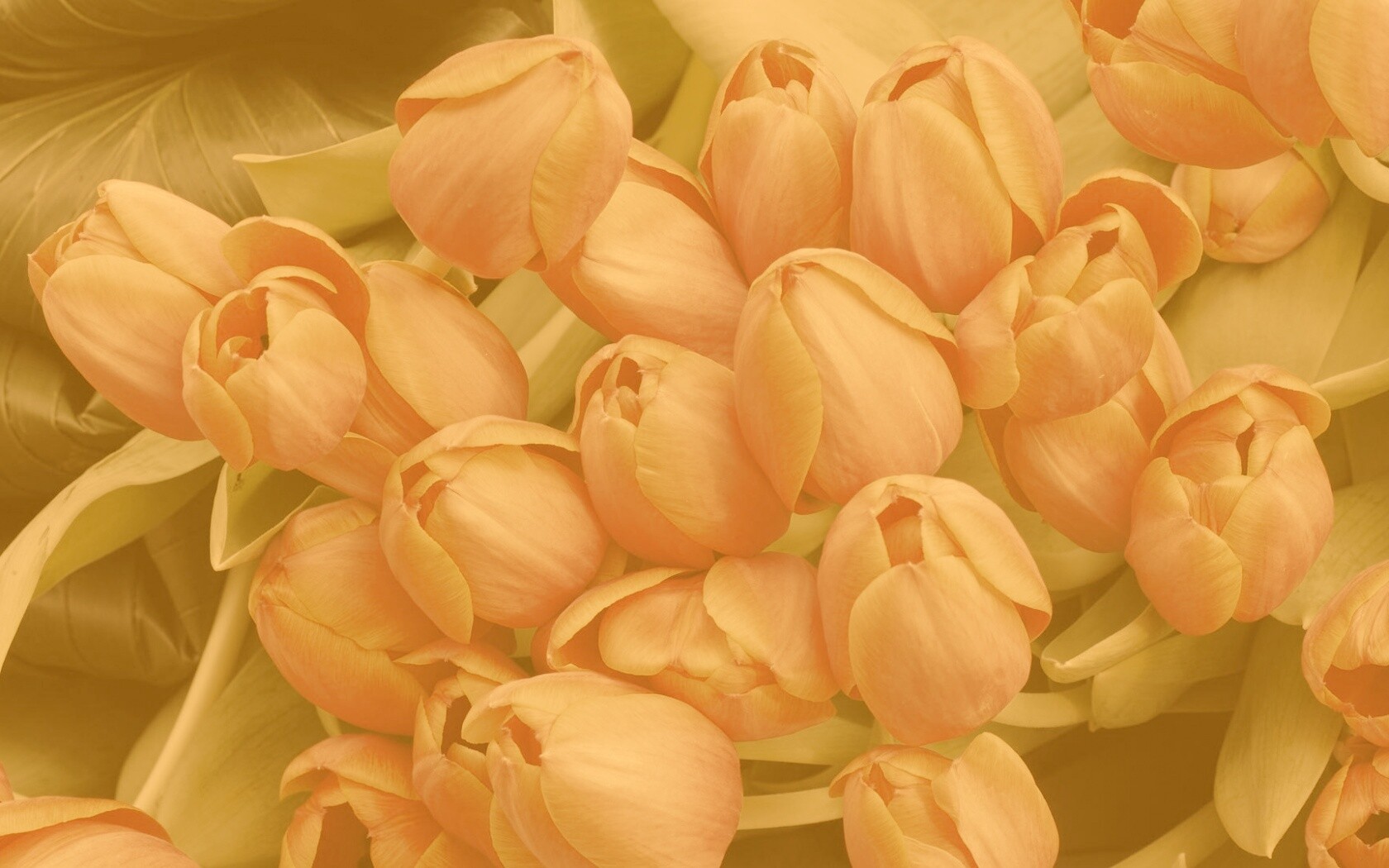 Букет красных тюльпанов обои