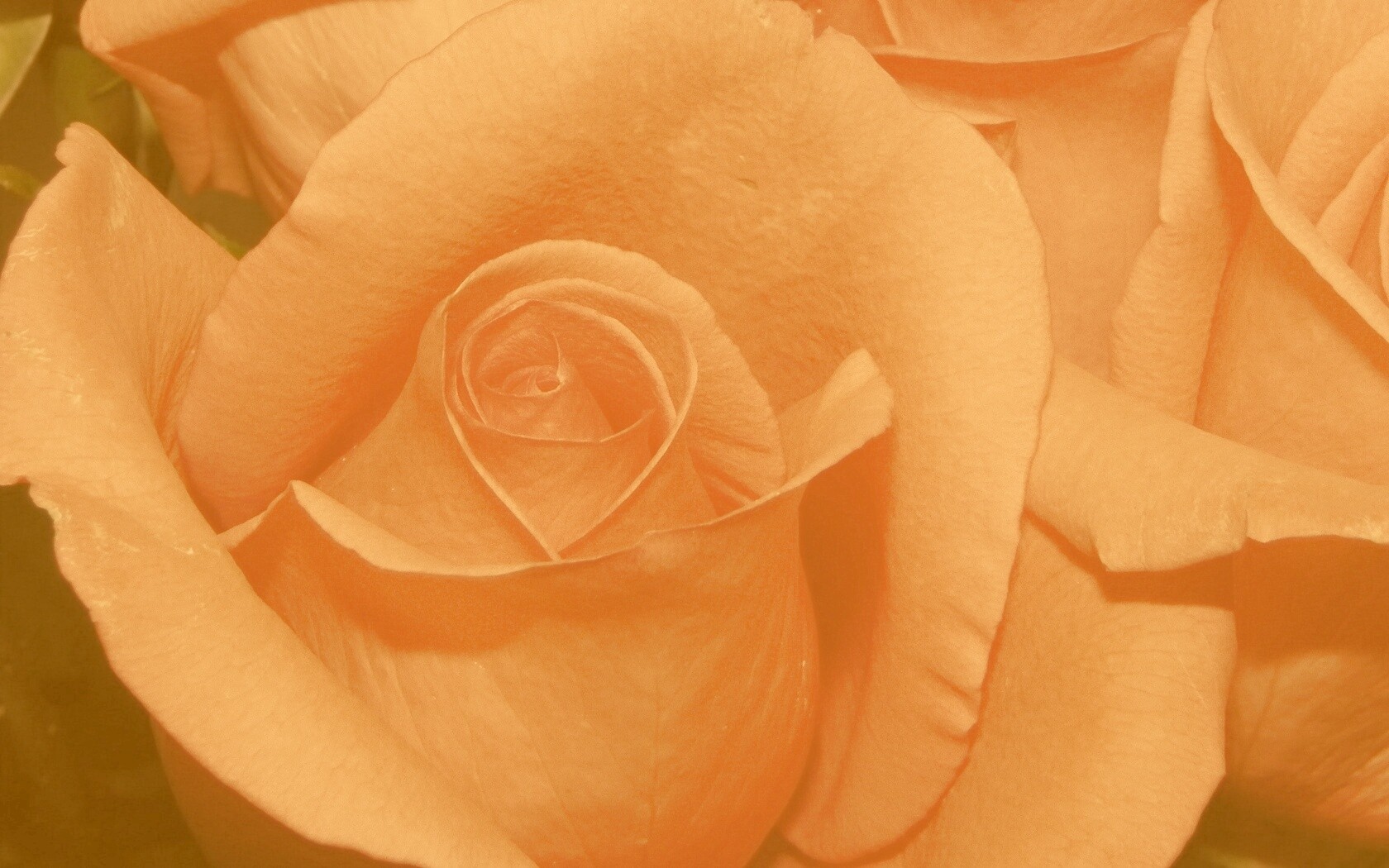 Бутон розы обои