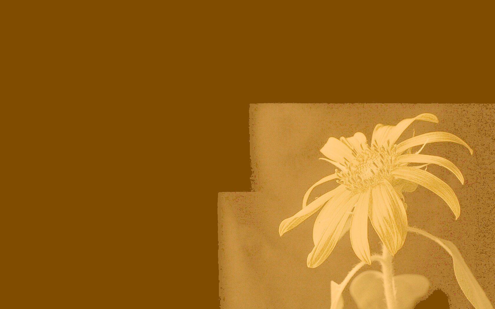 Жёлтый цветок на чёрном фоне обои