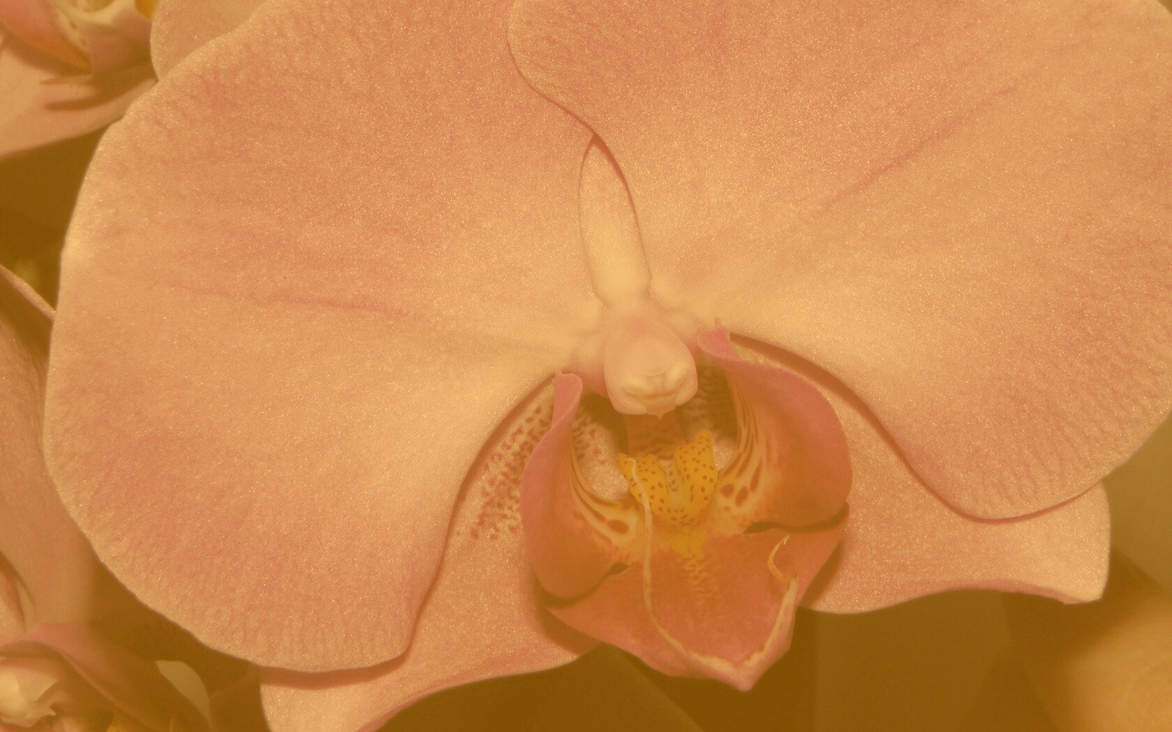 Фиолетовая орхидея обои