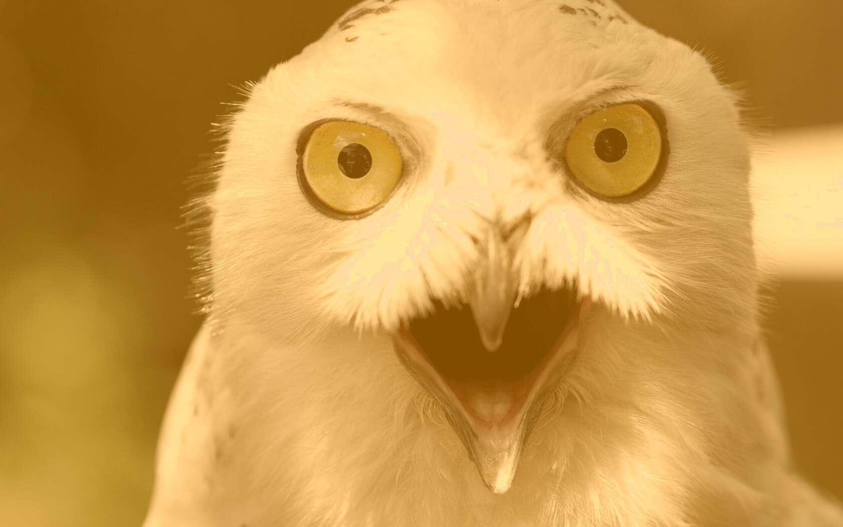 Сова в шоке! обои
