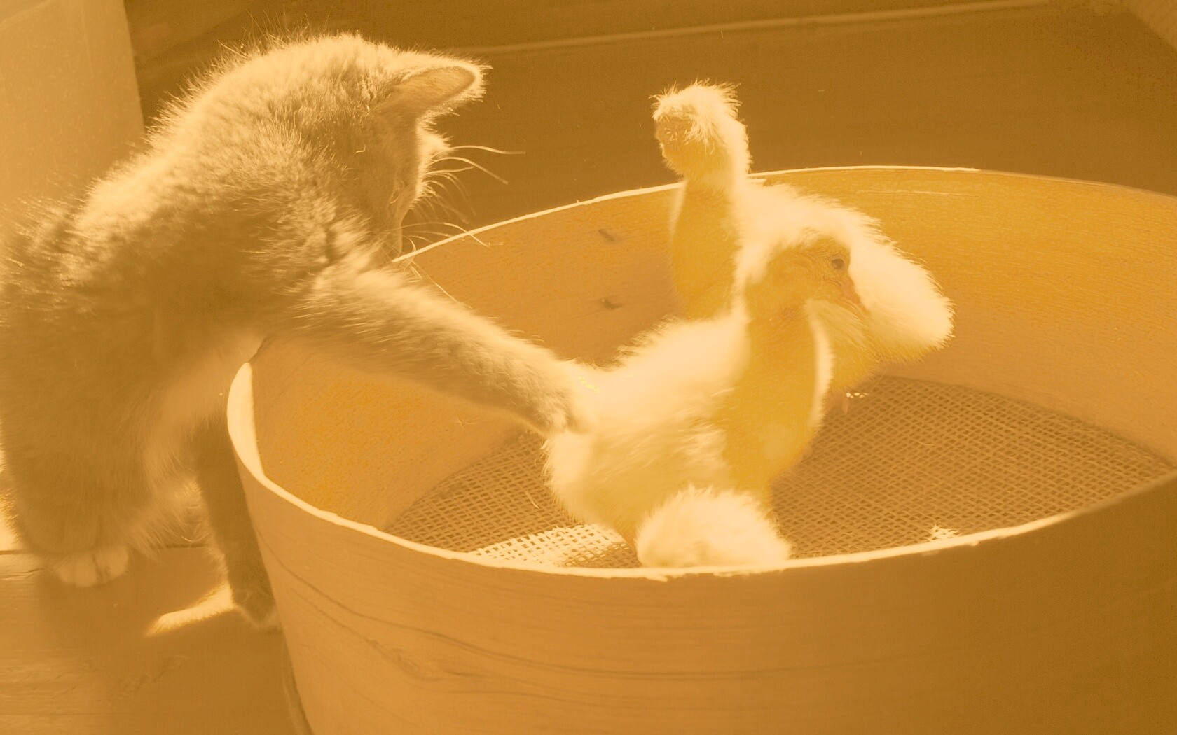 Котенок играет с утятами обои