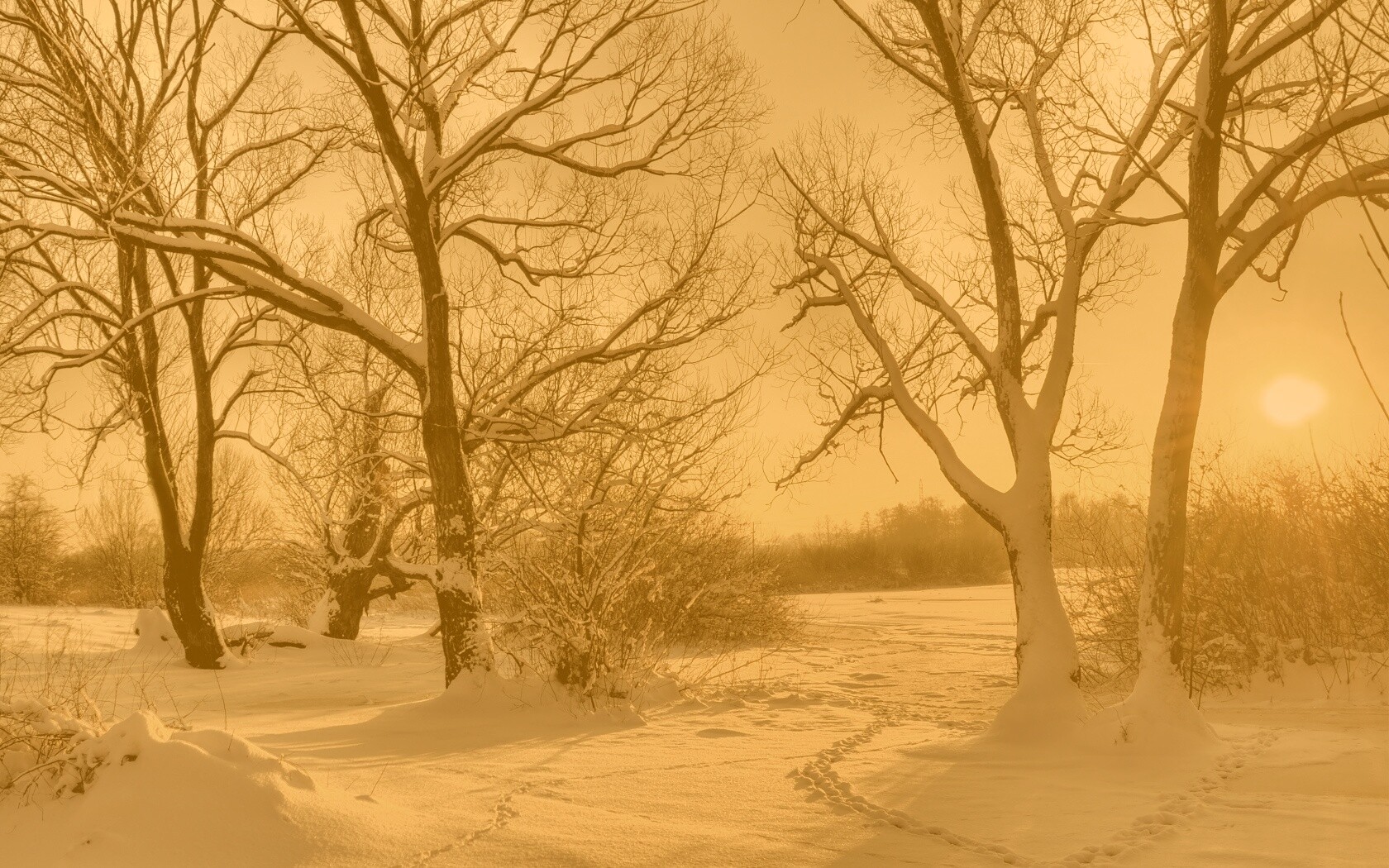Солнечный свет в зимнем лесу обои