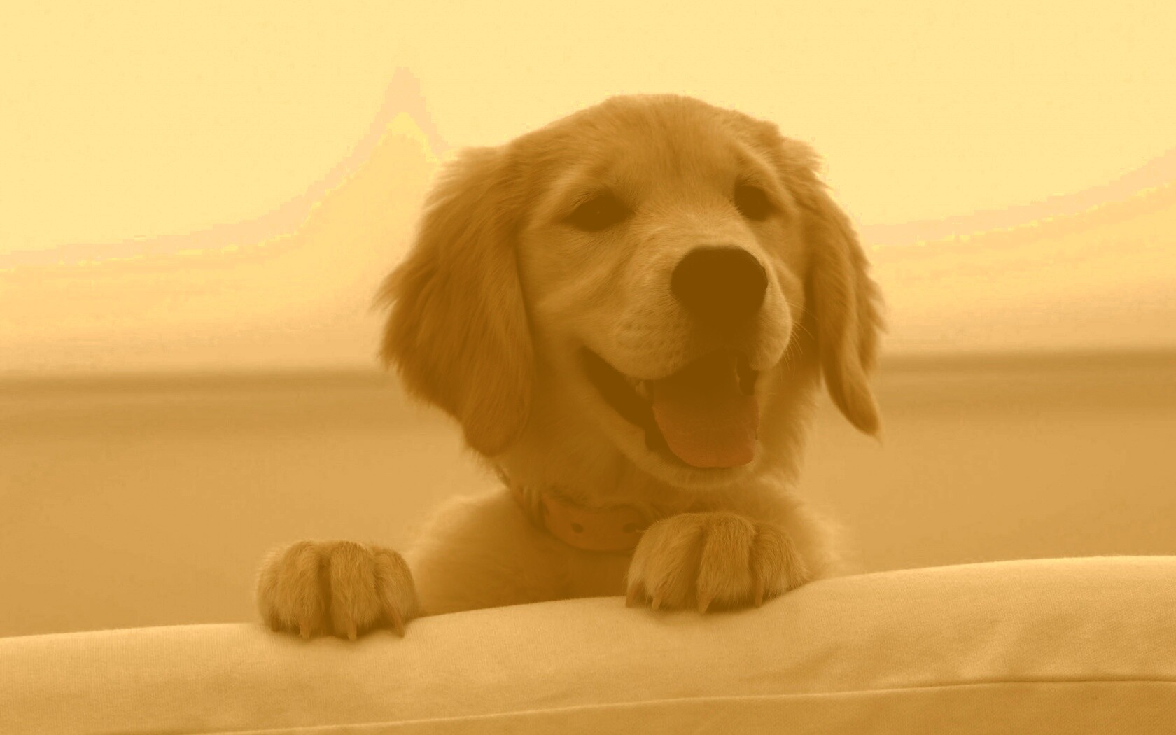 Щенок голден ретривера обои