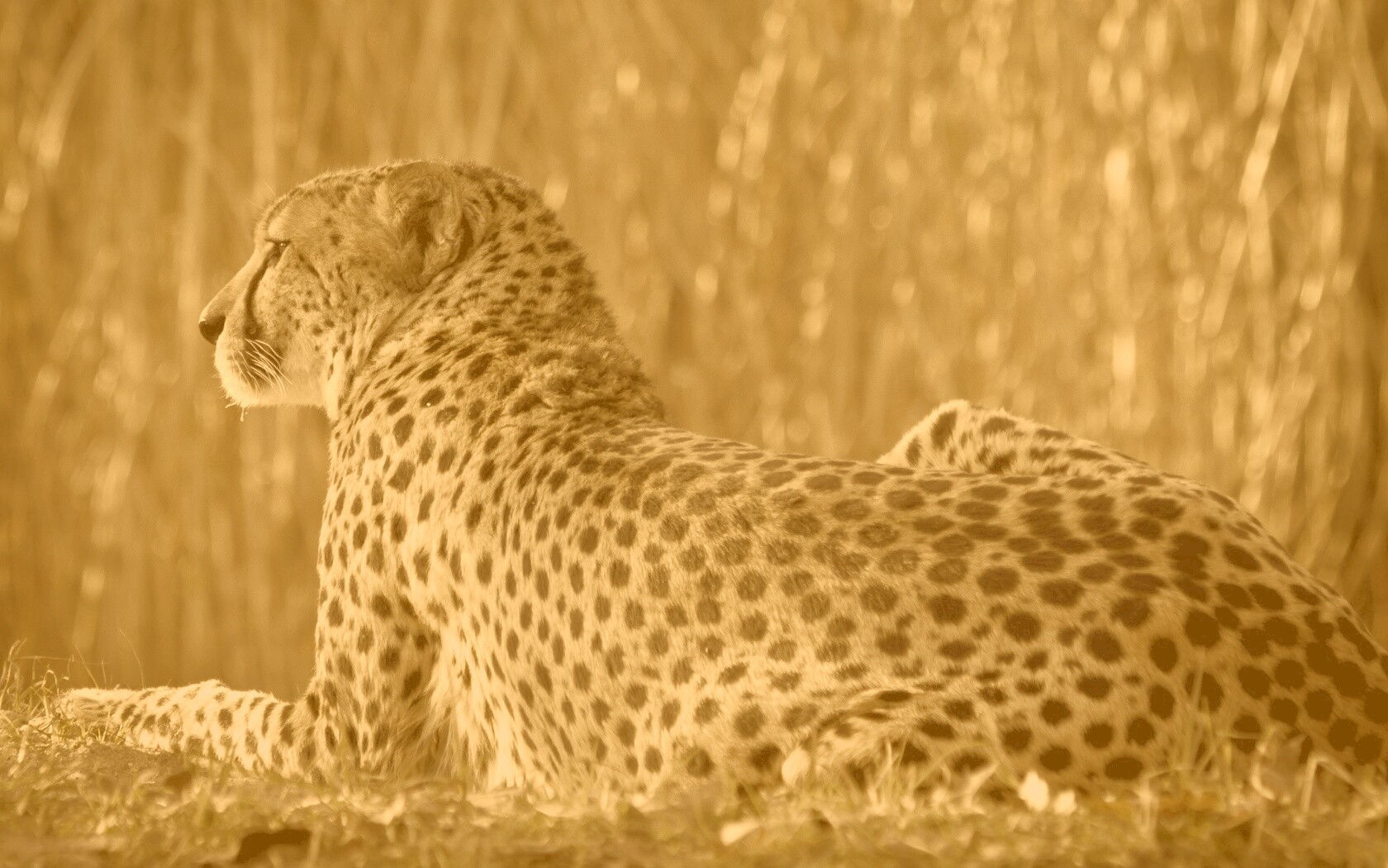 Гепард обои