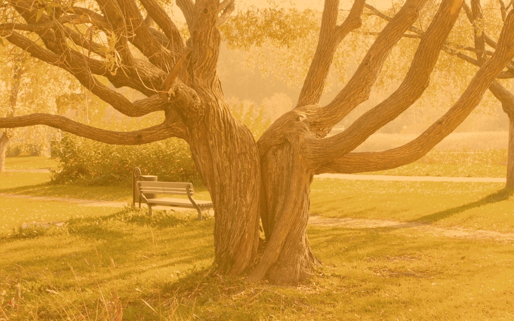 Старые сросшиеся деревья обои