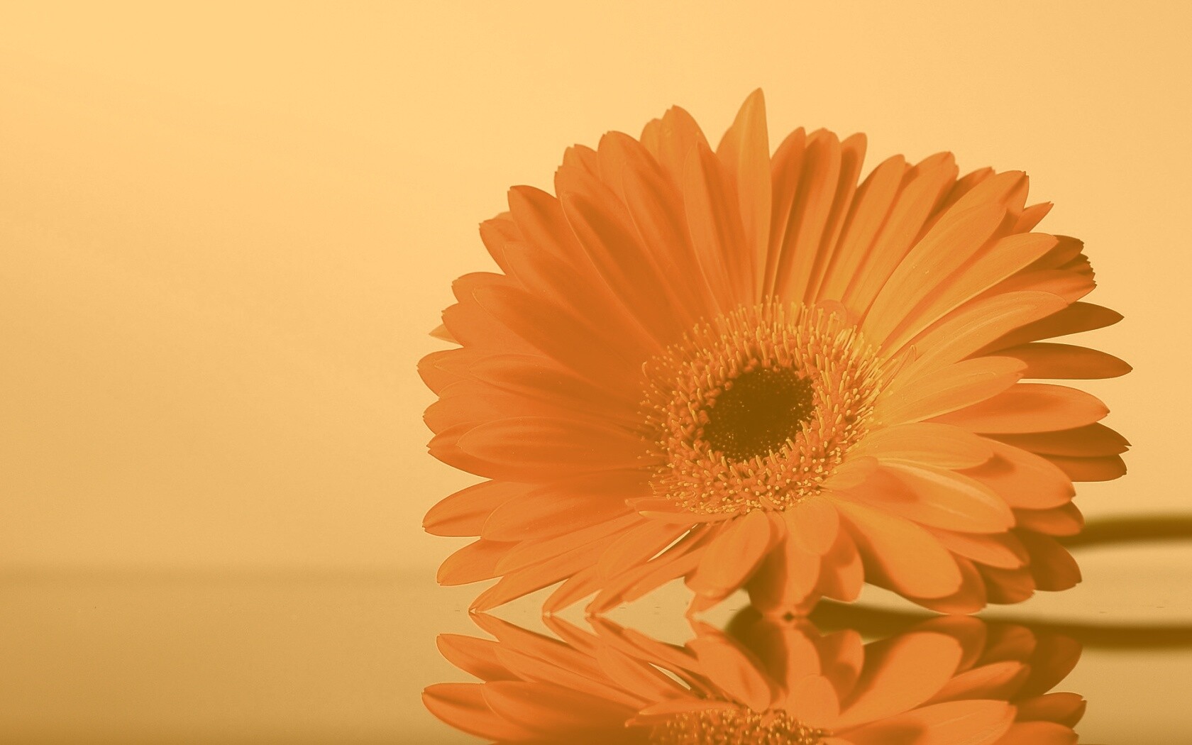 Гербер на стекле обои