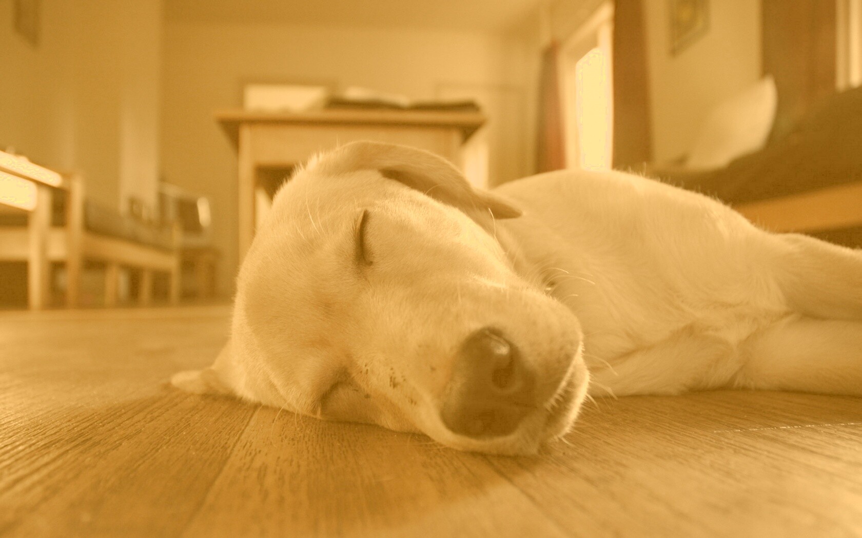 Собака спит обои