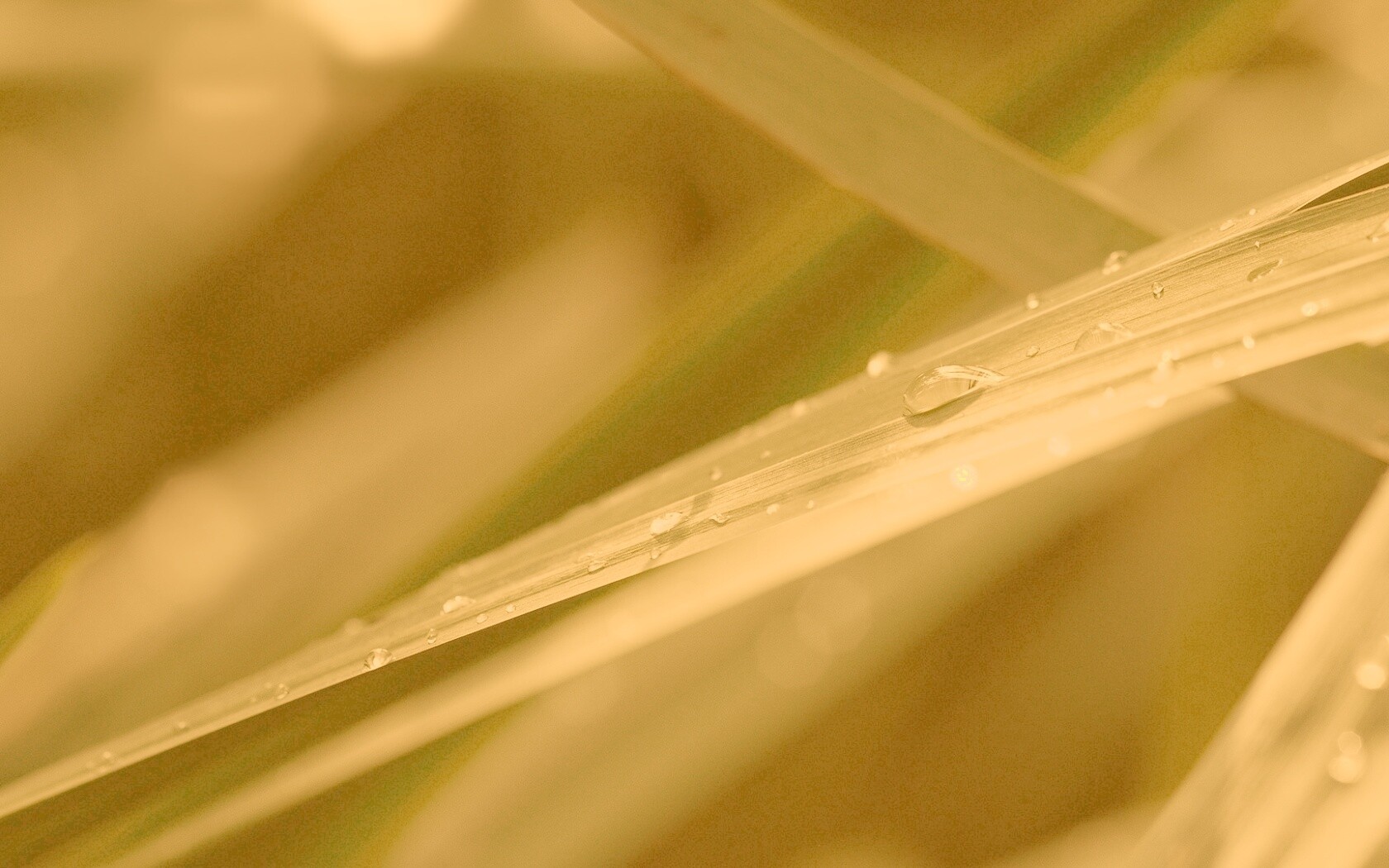 Капли росы на листе обои