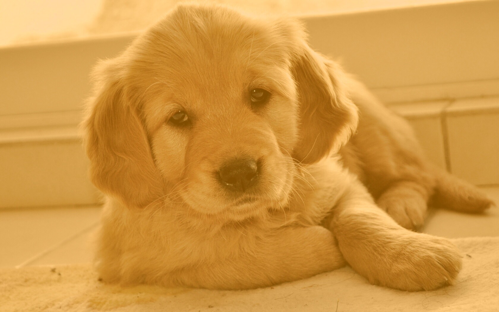 Сонный щенок лабрадора обои